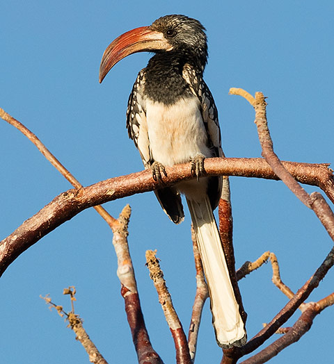 Monteiro's Hornbill